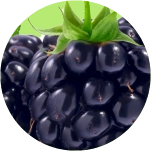 blackberries