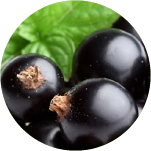 black currants