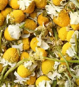 Chamomile Flower