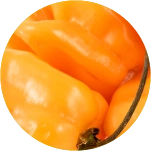 habanero peppers