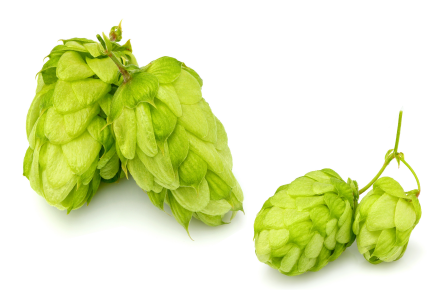 hop cones